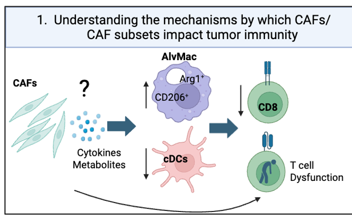 Lung Cancer Tumor Microenvironment